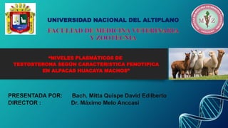 UNIVERSIDAD NACIONAL DEL ALTIPLANO
“NIVELES PLASMÁTICOS DE
TESTOSTERONA SEGÚN CARACTERISTICA FENOTIPICA
EN ALPACAS HUACAYA MACHOS”
PRESENTADA POR: Bach. Mitta Quispe David Edilberto
DIRECTOR : Dr. Máximo Melo Anccasi
 