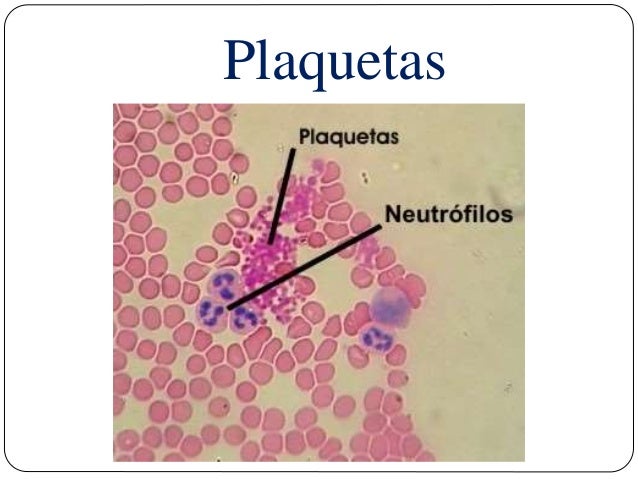 Las plaquetas. Origen, formación y función