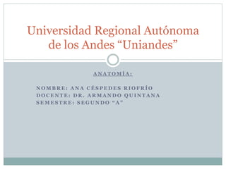 A N A T O M Í A :
N O M B R E : A N A C É S P E D E S R I O F R Í O
D O C E N T E : D R . A R M A N D O Q U I N T A N A
S E M E S T R E : S E G U N D O “ A ”
Universidad Regional Autónoma
de los Andes “Uniandes”
 