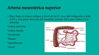 Aorta | PPTX