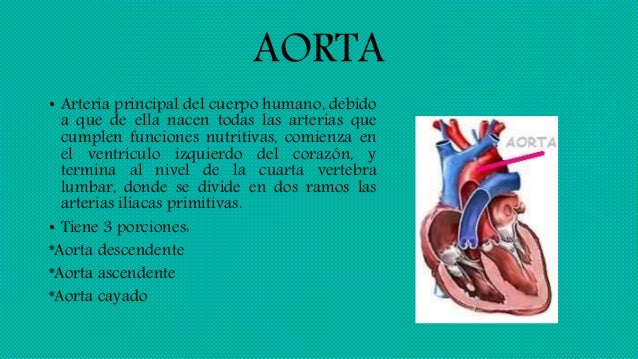 Aorta
