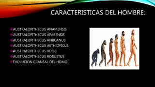 CARACTERISTICAS DEL HOMBRE: 
AUSTRALOPITHECUS ANAMENSIS 
AUSTRALOPITHECUS AFARENSIS 
AUSTRALOPITHECUS AFRICANUS 
AUSTRALOPITHECUS AETHIOPICUS 
AUSTRALOPITHECUS BOISEI 
AUSTRALOPITHECUS ROBUSTUS 
EVOLUCION CRANEAL DEL HOMO 
 