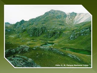 Murciélago, gaviota, la yamala