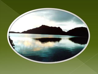 Golondrina, lechuza, mirlo, pájaros carpinteros