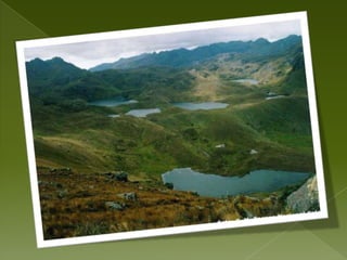 Patos zhiro, blanco, amarillo