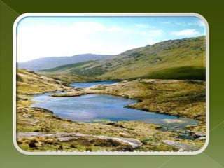 FLORAEn el Parque se han identificado cuatro zonas de vida: