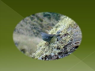 EL BOSQUE HUMEDO MONTANO