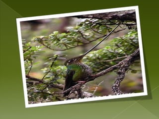 EL BOSQUE PLUVIAL MONTANO