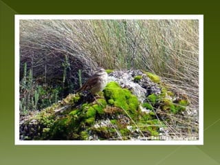 EL BOSQUE PLUVIAL SUBALPINO