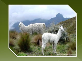 EL BOSQUE MUY HUMEDO ALPINO