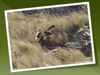 ECOSISTEMAS ACUATICOSSuelos y VegetaciónSUELOSPredominan los de origen volcánico con una profundidad de 25 a 40 cm., gran acumulación  de materia orgánica.VEGETACIÓNLa flora representativa del Cajas se encuentra agrupada en bosques que incluyen árboles y arbustos de regular tamaño (10 m); chaparros, que son especies vegetales de hasta cinco metros de altura; praderas, bosquetes que incluyen plantas leñosas; y pajonales con la especie predominante que es la paja.