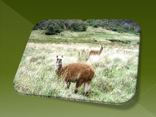 SUGERENCIASEl clima es frío-humedo, y se requiere ropa e impermeable, gorra pasamontañas, y botas de caucho. Además, es importante cumplir las siguientes recomendaciones: La incidencia de los rayos ultravioleta es mayorDebido a las bajas temperaturas del agua, se debe evitar nadar en ellas.El ingreso al Parque para actividades de recreación, investigación, educación ambiental, se realizara previa autorización del Ministerio del Ambiente y la administración de ETAPA o de los guardabosques en los controles de ingreso.