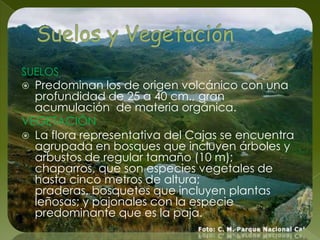 FAUNAEntre las aves:Cóndor