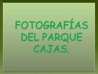 El cuchipau (Gallinago) 