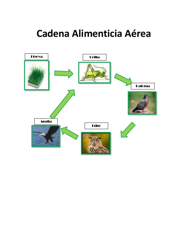 cadena alimenticia rata cadenas alimenticias cadena alimenticia rata cadenas alimenticias
