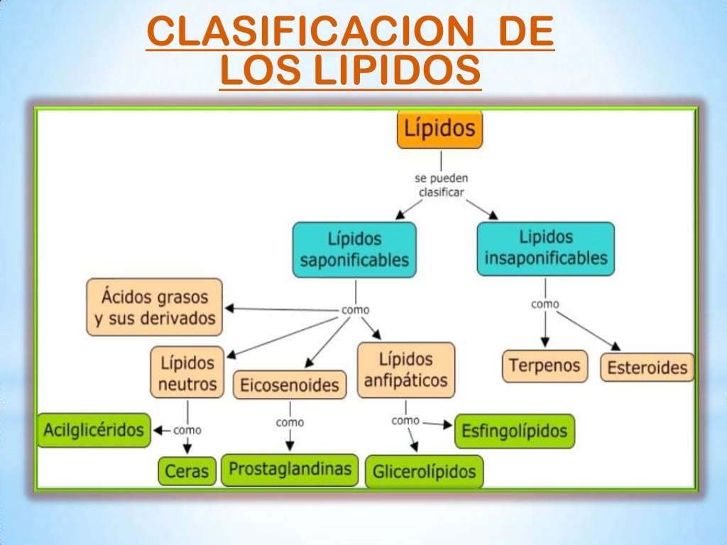 Metabolismo Lipidos