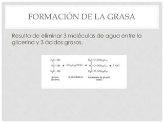 FORMACIÓN DE LA GRASA
Resulta de eliminar 3 moléculas de agua entre la
glicerina y 3 ácidos grasos.

 