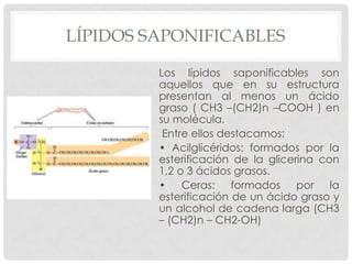 LÍPIDOS SAPONIFICABLES
Los lípidos saponificables son
aquellos que en su estructura
presentan al menos un ácido
graso ( CH3 –(CH2)n –COOH ) en
su molécula.
Entre ellos destacamos:
• Acilglicéridos: formados por la
esterificación de la glicerina con
1,2 o 3 ácidos grasos.
• Ceras: formados por la
esterificación de un ácido graso y
un alcohol de cadena larga (CH3
– (CH2)n – CH2-OH)

 
