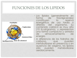 FUNCIONES DE LOS LIPIDOS
• Los lípidos (generalmente en
forma
de
triacilgiceroles)
constituyen
la
reserva
energética de uso tardío o
diferido del organismo. Su
contenido calórico es muy alto
(10 Kcal/gramo), y representan
una forma compacta y anhidra
de
almacenamiento
de
energía.
• A diferencia de los hidratos de
carbono,
que
pueden
metabolizarse en presencia o en
ausencia de oxígeno, los lípidos
sólo
pueden
metabolizarse
aeróbicamente.

 