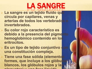 LA SANGRE
 La sangre es un tejido fluido que
circula por capilares, venas y
arterias de todos los vertebrados e
invertebrados.
 Su color rojo característico es
debido a la presencia del pigmento
hemoglobínico contenido en los
eritrocitos.
 Es un tipo de tejido conjuntivo con
una constitución compleja.
 Tiene una fase sólida (elementos
formes, que incluye a los glóbulos
blancos, los glóbulos rojos y las
 