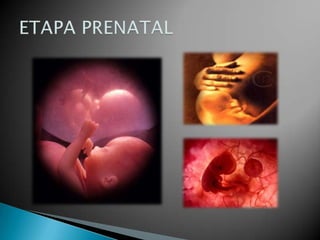  Formación de
los órganos y
estructura
corporal básica.
 Crecimiento
físico acelerado.
 Vulnerabilidad a
influencias
ambientales.
 