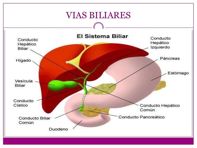 higado y vias biliares