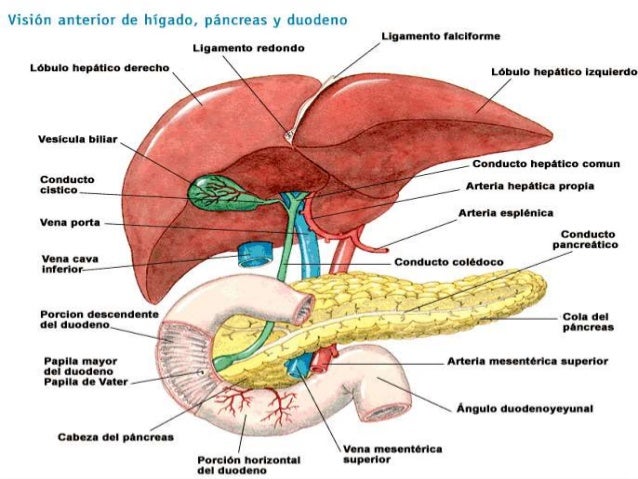 higado y vias biliares
