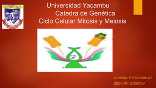 Universidad Yacambu
Catedra de Genética
Ciclo Celular Mitosis y Meiosis
ALUMNA: EYRA ARAUJO
SECCIÓN: ED02D0V
 