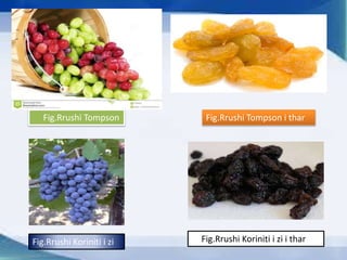 Fig.Rrushi Tompson Fig.Rrushi Tompson i thar
Fig.Rrushi Koriniti i zi Fig.Rrushi Koriniti i zi i thar
 