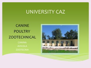 UNIVERSITY CAZ CANINE POULTRY  ZOOTECHNICAL CANINA AVICOLA  ZOOTECNIA  