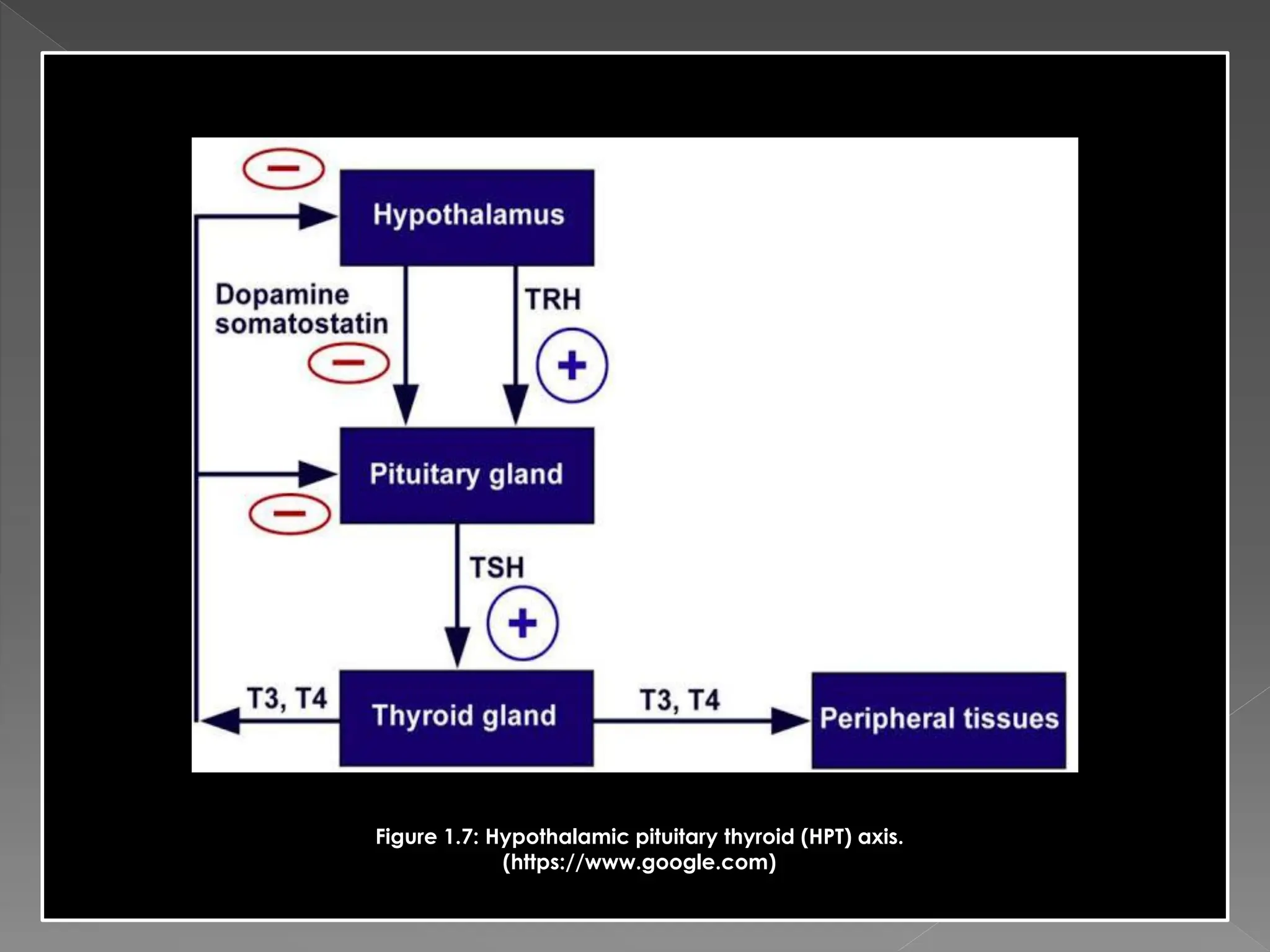 Figure 1.7: Hypothalamic pituitary thyroid (HPT) axis.
(https://www.google.com)
 