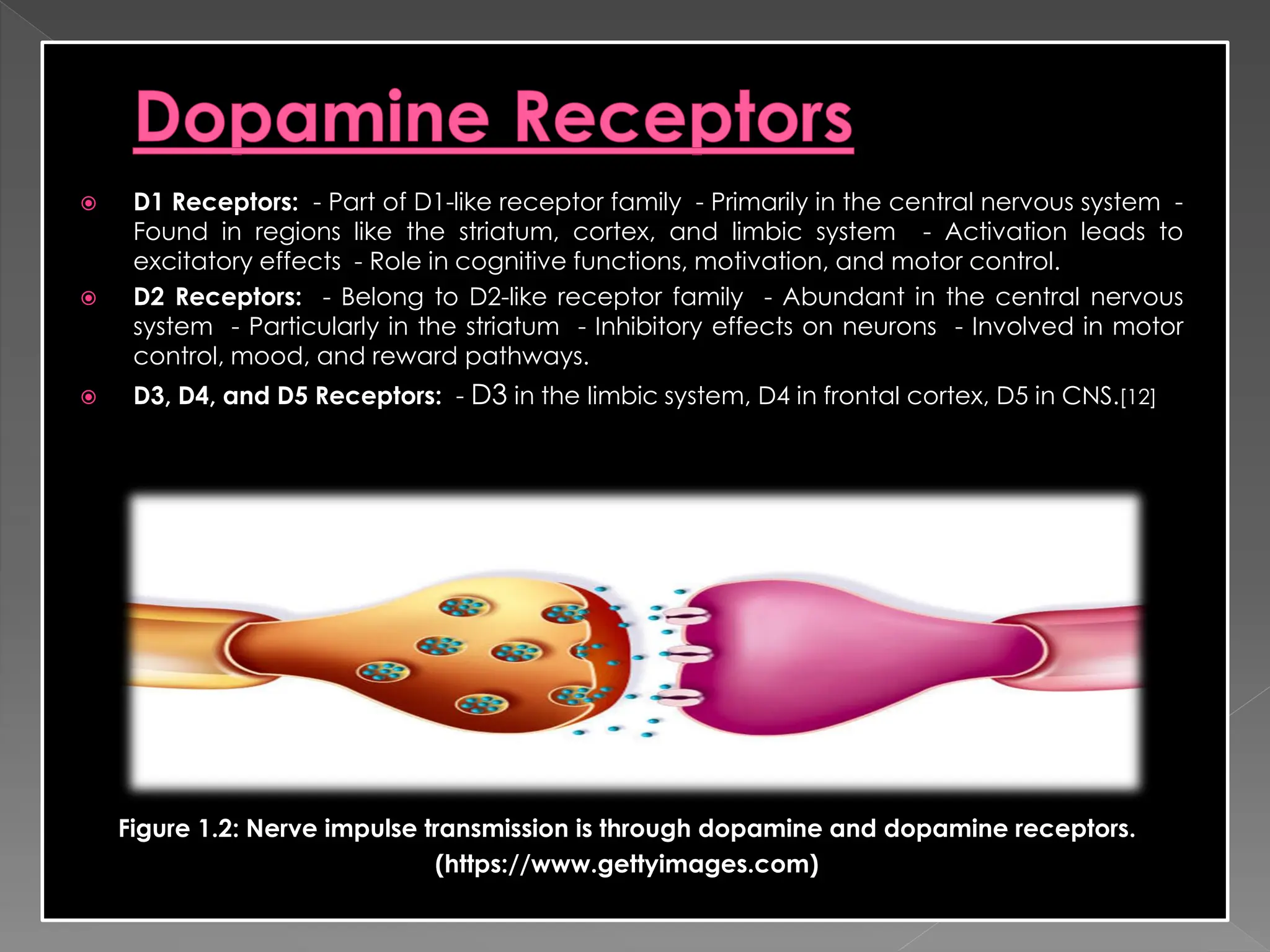  D1 Receptors: - Part of D1-like receptor family - Primarily in the central nervous system -
Found in regions like the striatum, cortex, and limbic system - Activation leads to
excitatory effects - Role in cognitive functions, motivation, and motor control.
 D2 Receptors: - Belong to D2-like receptor family - Abundant in the central nervous
system - Particularly in the striatum - Inhibitory effects on neurons - Involved in motor
control, mood, and reward pathways.
 D3, D4, and D5 Receptors: - D3 in the limbic system, D4 in frontal cortex, D5 in CNS.[12]
Figure 1.2: Nerve impulse transmission is through dopamine and dopamine receptors.
(https://www.gettyimages.com)
 