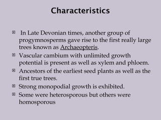 Characteristics
 In Late Devonian times, another group of
progymnosperms gave rise to the first really large
trees known as Archaeopteris.
 Vascular cambium with unlimited growth
potential is present as well as xylem and phloem.
 Ancestors of the earliest seed plants as well as the
first true trees.
 Strong monopodial growth is exhibited.
 Some were heterosporous but others were
homosporous
 
