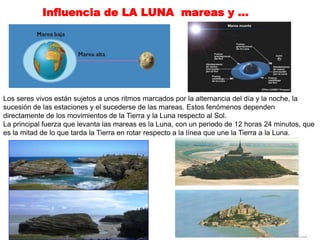 Influencia de LA LUNA mareas y …
Los seres vivos están sujetos a unos ritmos marcados por la alternancia del día y la noche, la
sucesión de las estaciones y el sucederse de las mareas. Estos fenómenos dependen
directamente de los movimientos de la Tierra y la Luna respecto al Sol.
La principal fuerza que levanta las mareas es la Luna, con un periodo de 12 horas 24 minutos, que
es la mitad de lo que tarda la Tierra en rotar respecto a la línea que une la Tierra a la Luna.
 