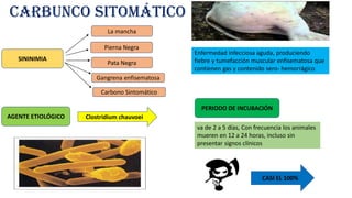 Carbunco Sintomatico | PDF