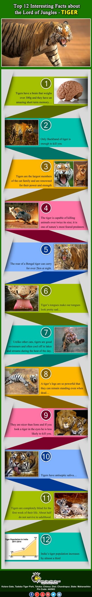 Tigershaveabrainthatweighs
over300gandtheyhavean
amazingshorttermmemory…
1
OnlyBackhandoftigeris
enoughtokillyou
2
Tigersarethelargestmembers
ofthecatfamilyandarerenowned
fortheirpowerandstrength
3
Thetigeriscapableofkilling
animalsovertwiceitssize;itis
oneofnature’smostfearedpredators
4
TheroarofaBengaltigercancarry
forover2kmatnight.
5
Tiger’stonguesmakeourtongues
lookprettysad…
6
Unlikeothercats,tigersaregood
swimmersandoftencooloffinlakes
andstreamsduringtheheatoftheday.
7
TheyarenicerthanlionsandIfyou
lookatigerintheeyesheisless
likelytokillyou.
Tigershaveantisepticsaliva…
10
Tigersarecompletelyblindforthe
firstweekoftheirlife.Abouthalf
donotsurvivetoadulthood.
11
India’stigerpopulationincreases
byalmostathird
12
Atiger’slegsaresopowerfulthat
theycanremainstandingevenwhen
dead…
KolaraGate,TadobaTigerPark,Taluka:Chimur,Dist:Chandrapur,State:Maharashtra
PinCode:442903
8
9