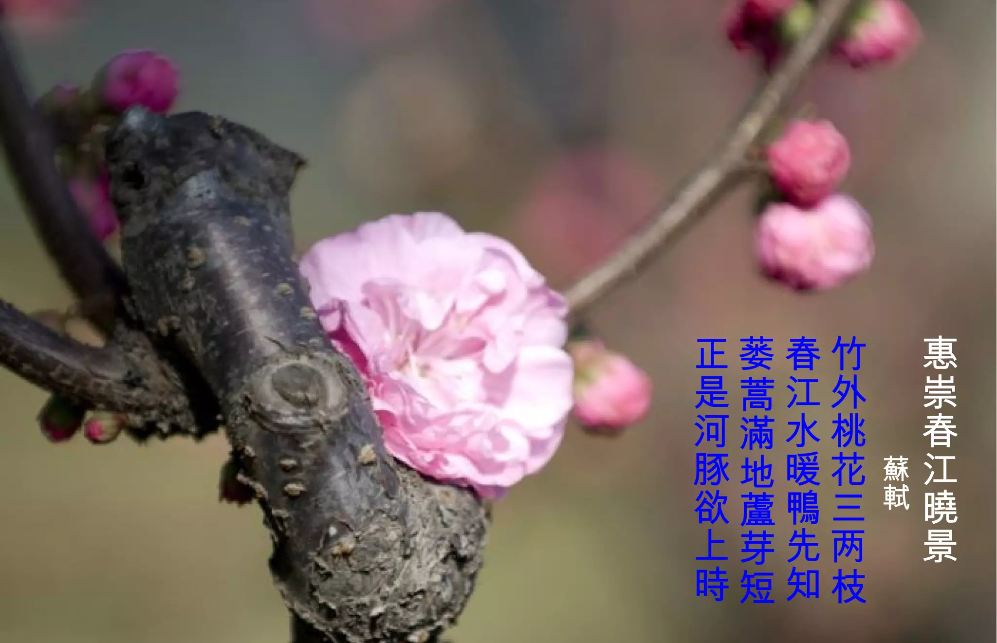 　 惠崇春江 曉 景 蘇軾 竹外桃花三两枝 春江水暖 鴨 先知 蒌蒿滿 地蘆芽短 正是河豚欲上時   