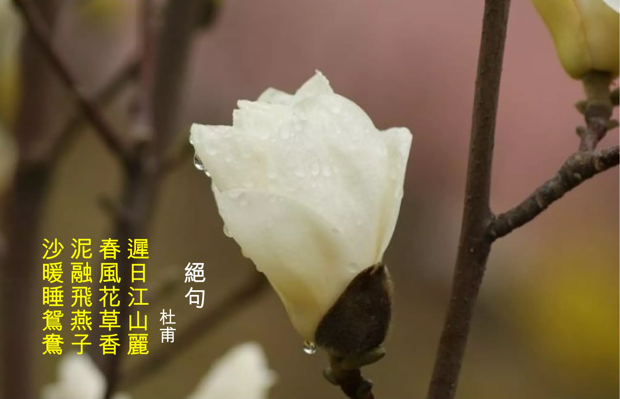 　 絕 句 　　　 杜甫   遲日江山麗  春風花草香  泥融飛燕子  沙暖睡鴛鴦 