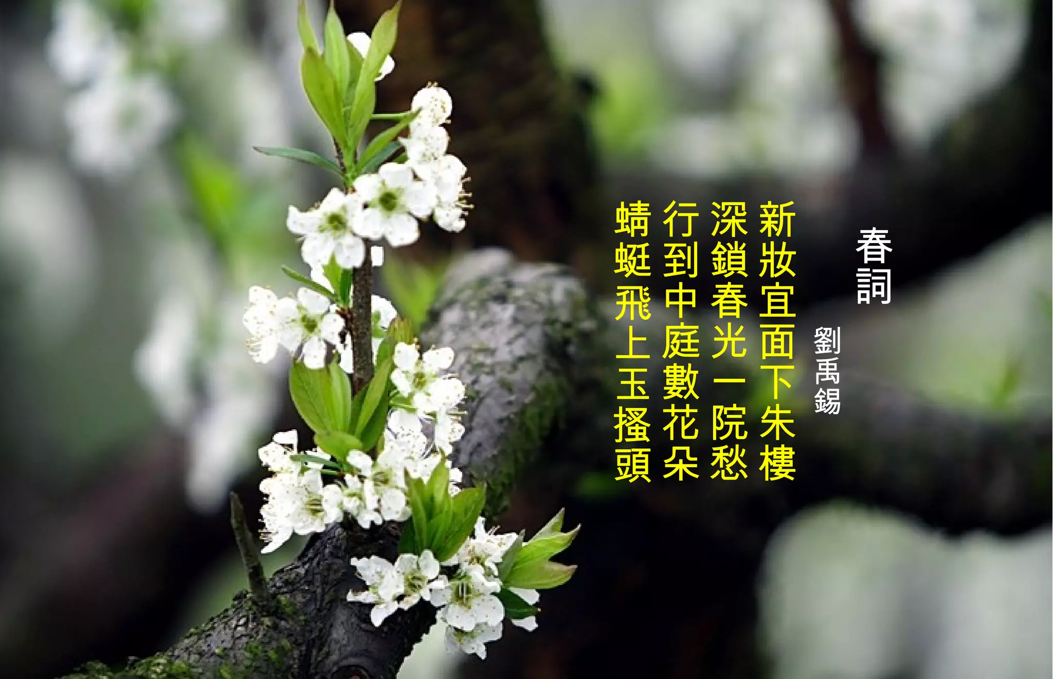 春詞 劉禹錫   新妝宜面下朱樓 深鎖春光一院愁 行到中庭數花朵 蜻蜓飛上玉搔頭   