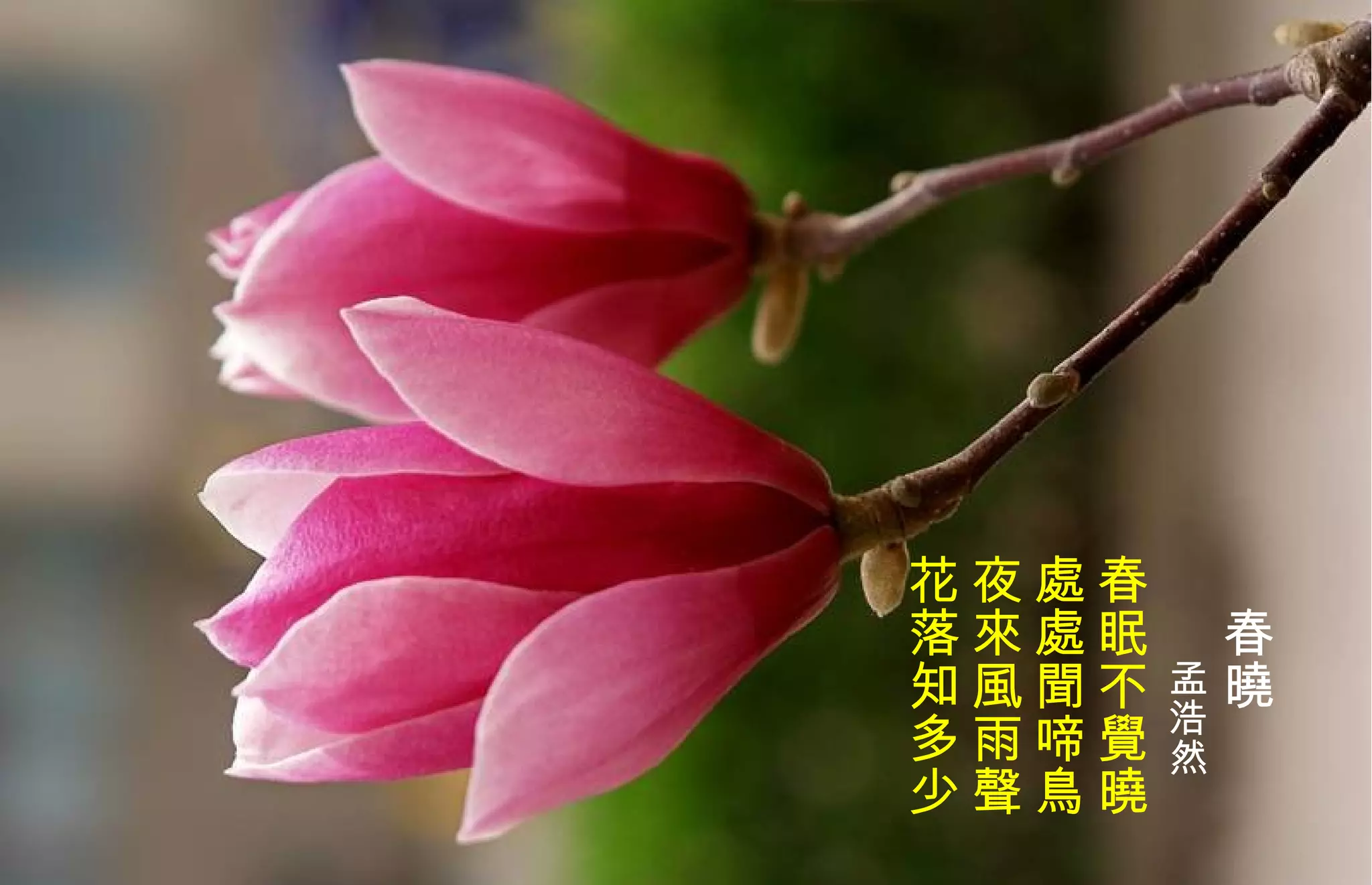 　 春曉　 　　 孟浩然   春眠不 覺 曉  處處聞啼鳥  夜來風雨聲  花落知多少   