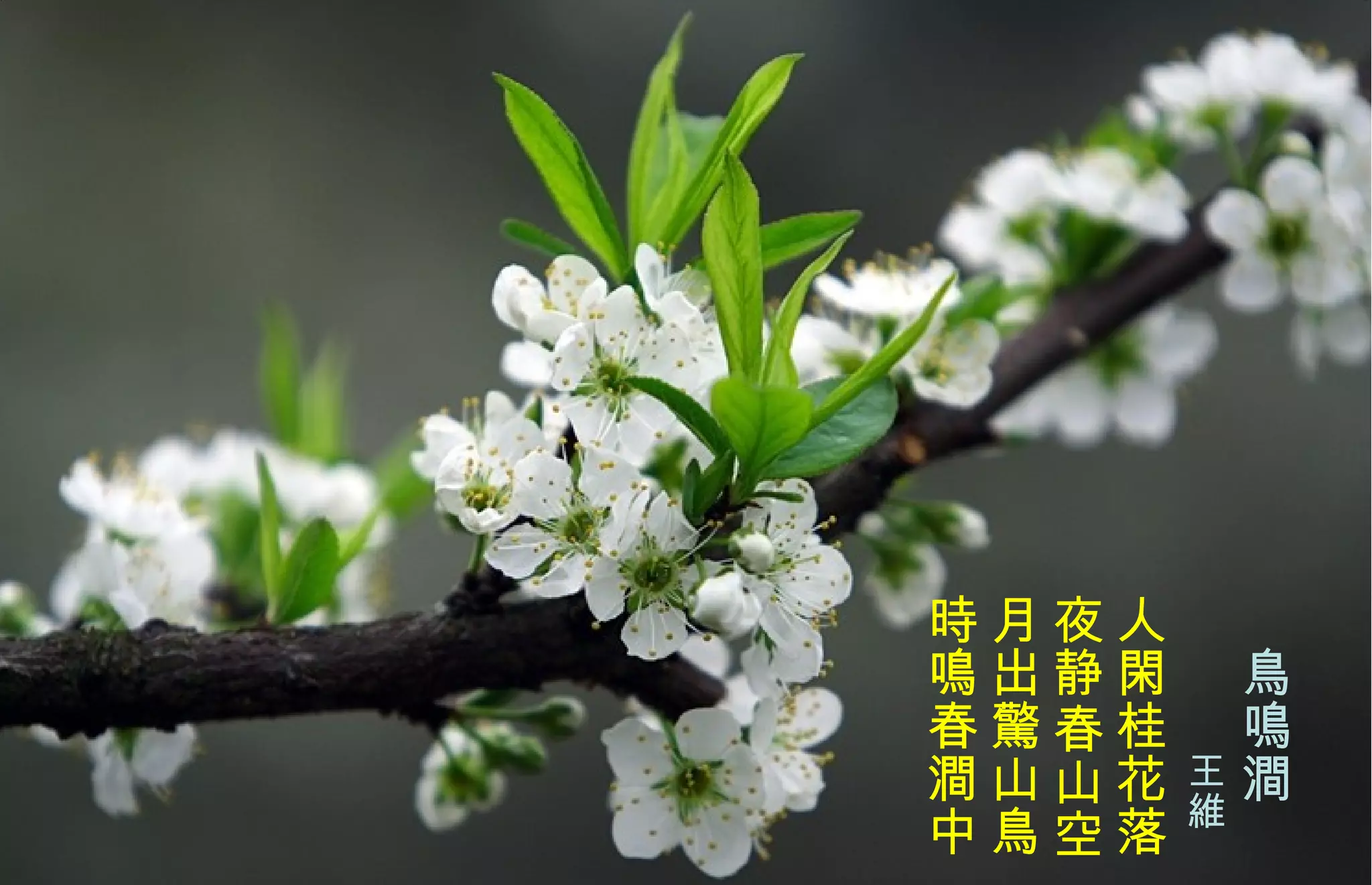 　 鳥鳴澗 　　　 王 維   人閑桂花落  夜静春山空 月出 驚 山鳥  時鳴春澗中   