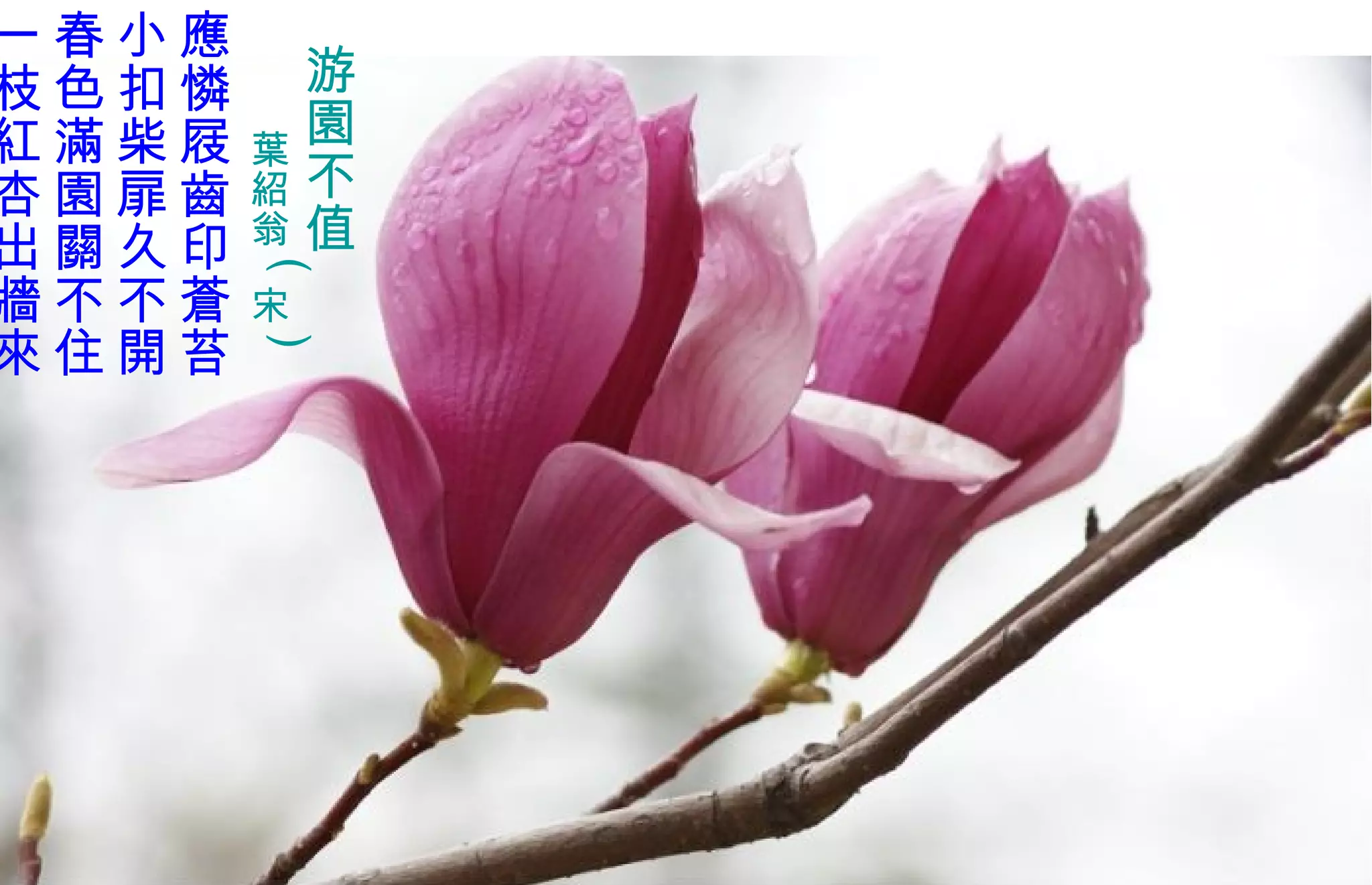 游園不值 葉 紹 翁 ( 宋 )   應憐屐齒印蒼苔 小扣柴扉久不開 春色 滿 園關不住 一枝 紅 杏出 牆 來   