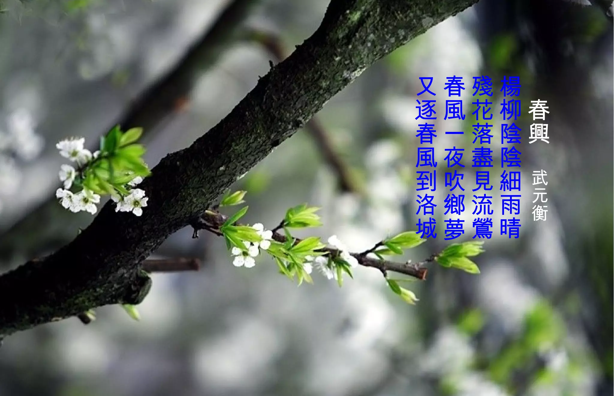 　 春興　 武元衡   楊柳陰陰 細 雨晴  殘花落盡見流鶯  春風一夜吹鄉夢  又逐春風到洛城  