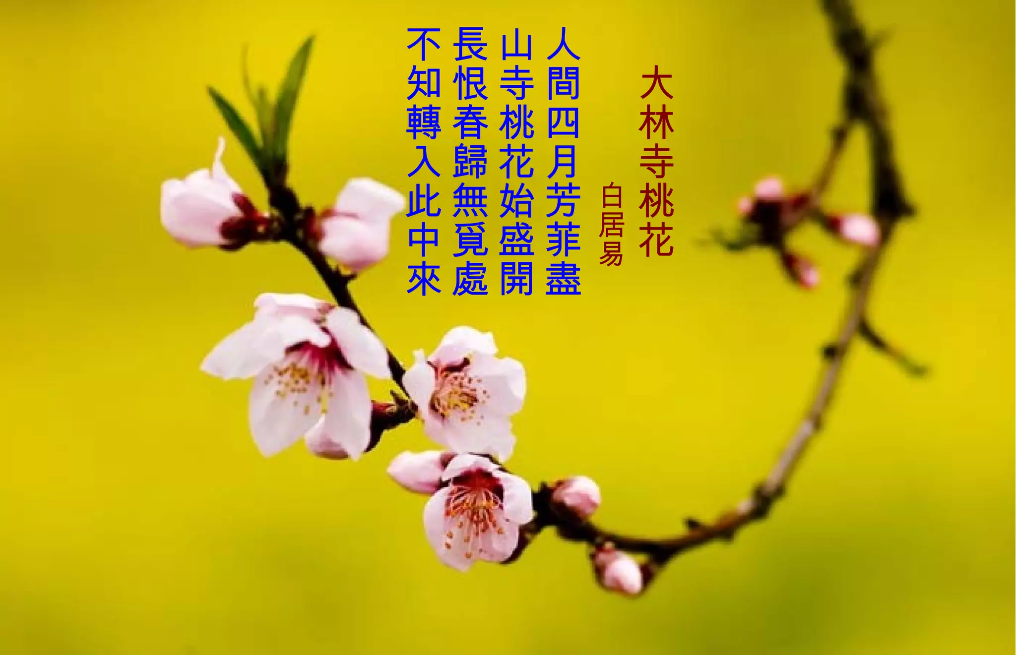 　 大林寺桃花 　　　　 白居易   人間四月芳菲盡  山寺桃花始盛開  長 恨春歸 無 覓處  不知轉入此中來   