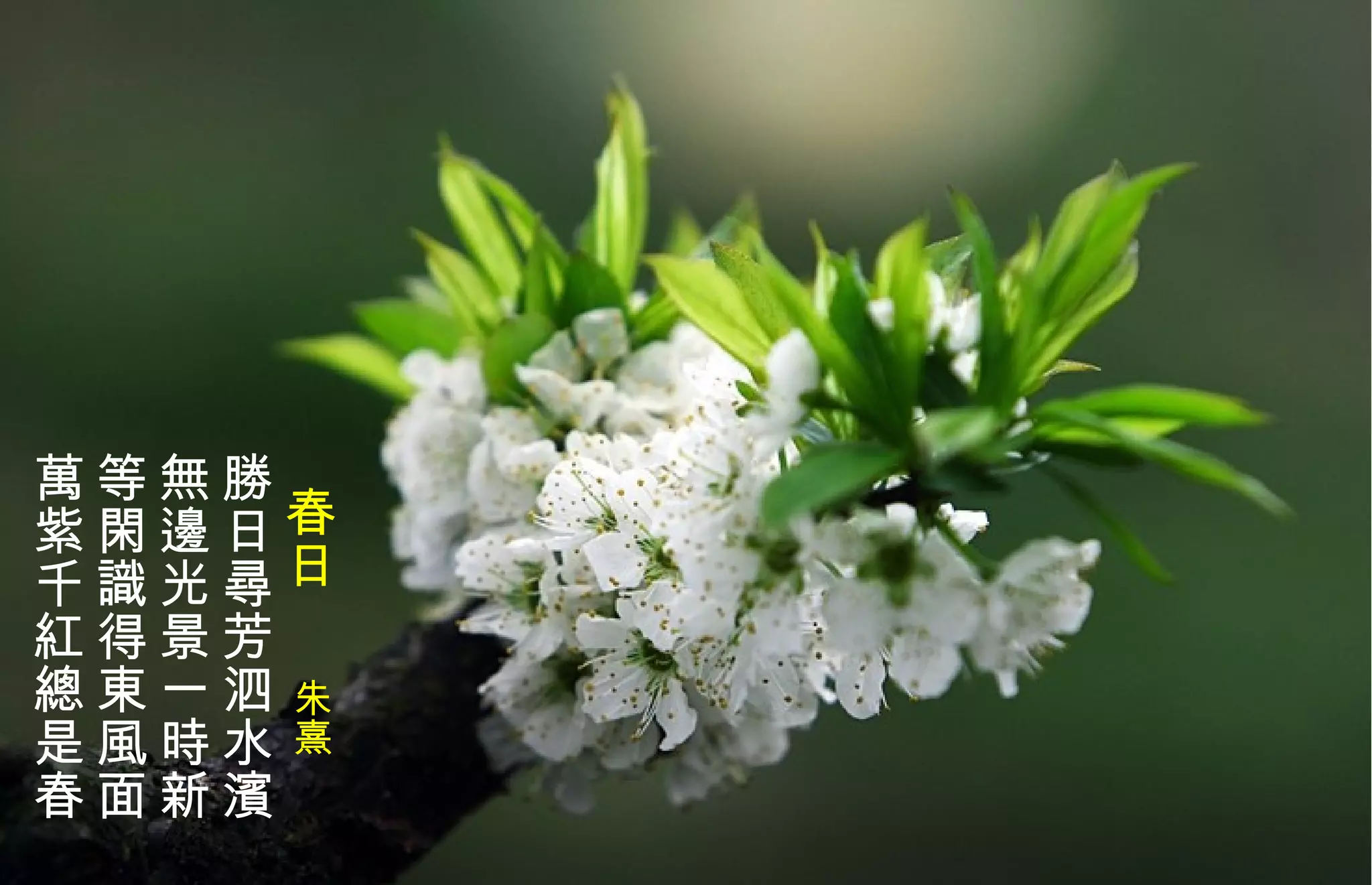 春日  朱熹 勝日尋芳泗水濱 無邊光景一時新 等閑識得東風面 萬紫千 紅 總是春   