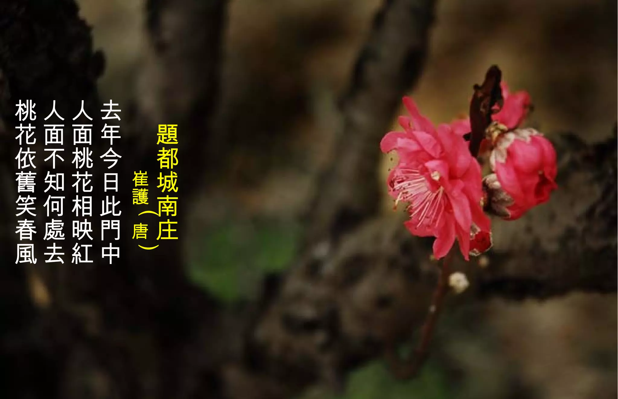 　 題 都城南庄 　　　 崔護 ( 唐 )   去年今日此門中  人面桃花相映 紅   人面不知何處去  桃花依舊笑春風 