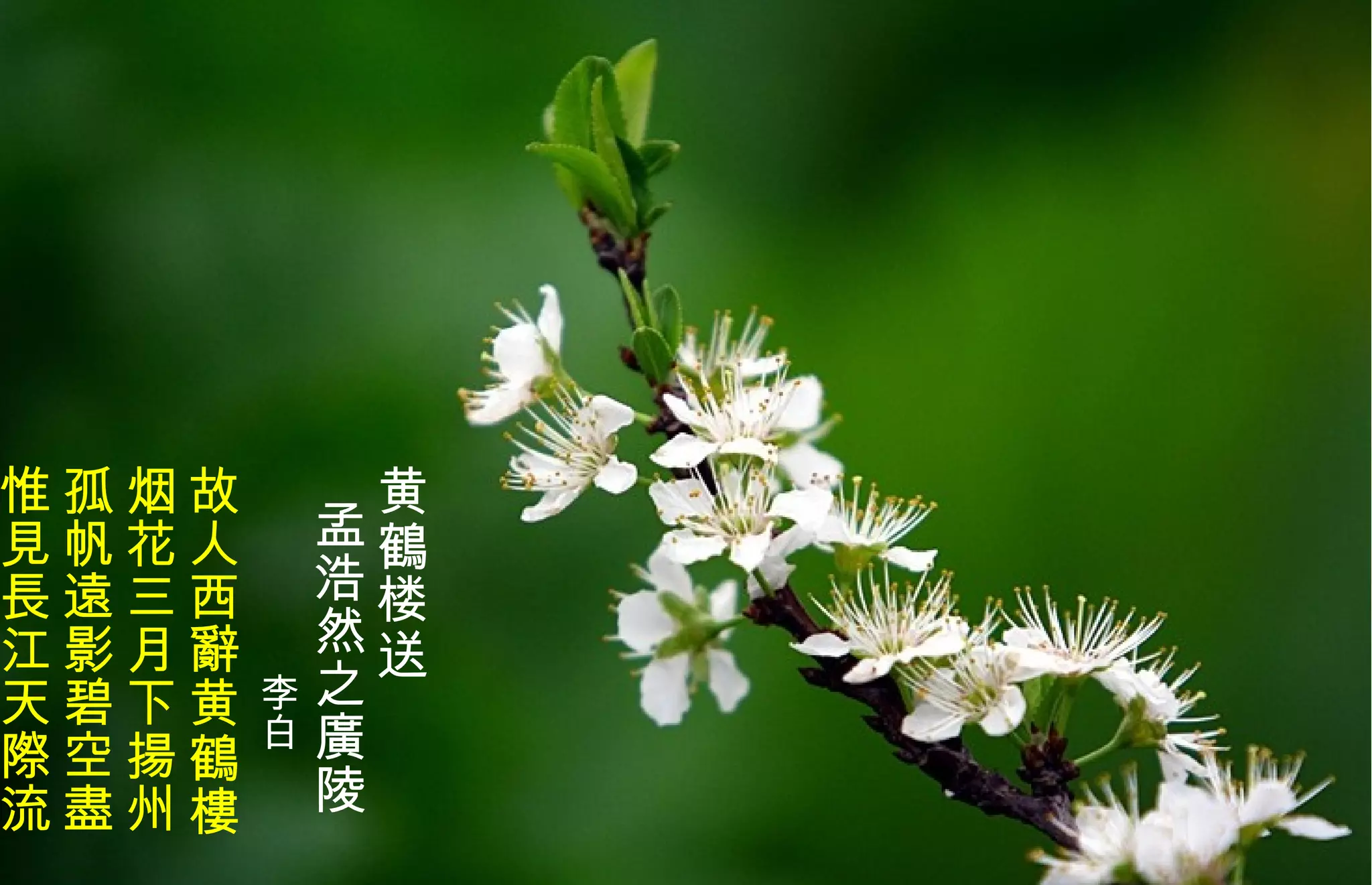 黄 鶴 楼送 孟浩然之廣陵 李白 故人西辭黄 鶴樓 烟花三月下揚州 孤帆遠影碧空盡 惟見 長 江天際流   