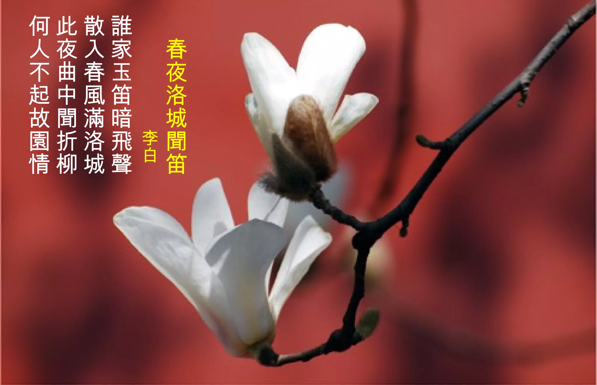 　 春夜洛城聞笛  　　　　　 李白   誰家玉笛暗飛聲 散入春風 滿 洛城 此夜曲中聞折柳 何人不起故園情   