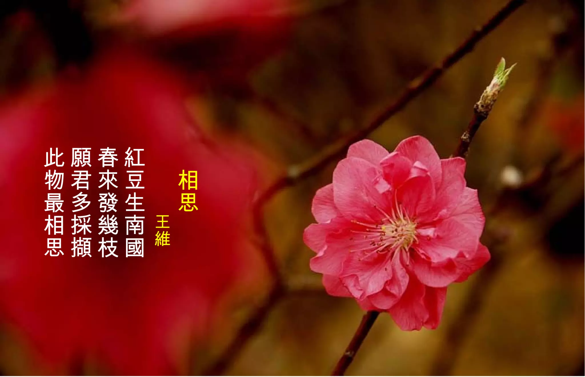 　 相思 　 　　　 王維   紅豆生南國 春來發幾枝 願君多採擷 此物最相思 
