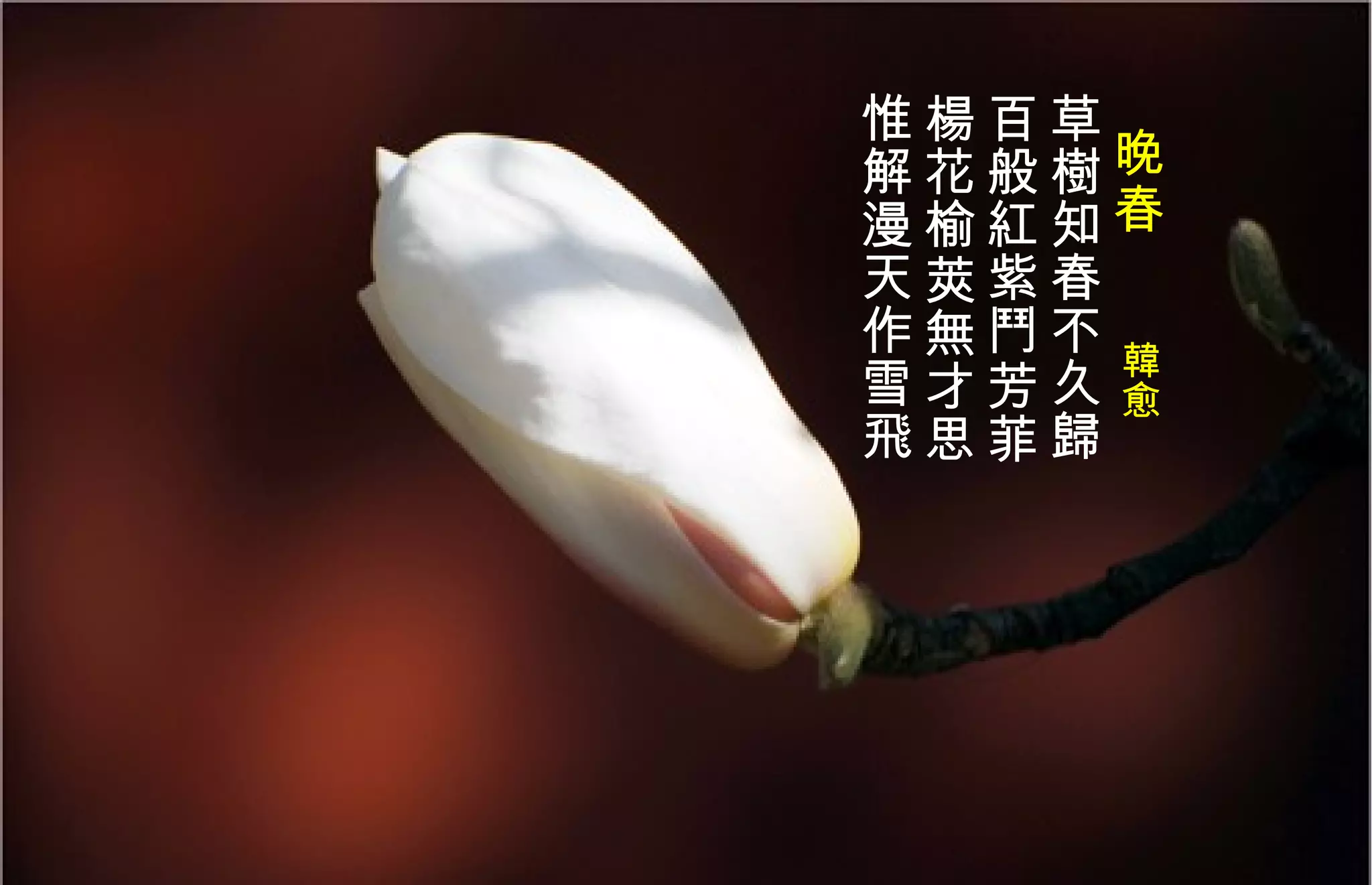 晚春　　 韓 愈   草 樹 知春不久歸  百般 紅 紫 鬥 芳菲 楊 花榆 莢 無才思  惟解漫天作雪飛 